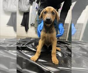 German Shepherd Dog-Unknown Mix Dogs for adoption in Woodland, CA, USA