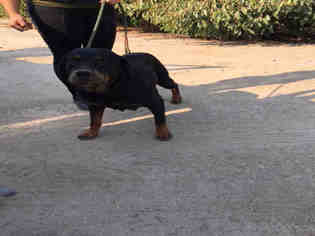 Medium Photo #1 Rottweiler Puppy For Sale in Hanford, CA, USA