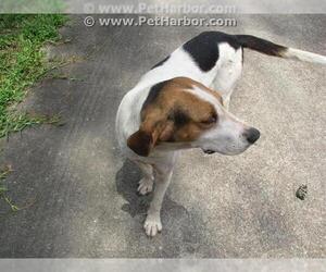 American Foxhound Dogs for adoption in Conroe, TX, USA
