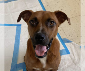 Mutt Dogs for adoption in Whitestone, NY, USA