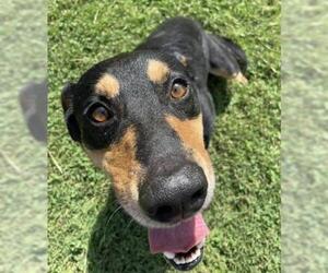 Black and Tan Coonhound-Unknown Mix Dogs for adoption in Tulsa, OK, USA