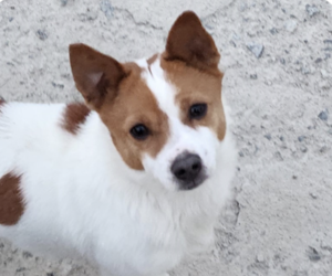 Mutt Dogs for adoption in San Ramon, CA, USA