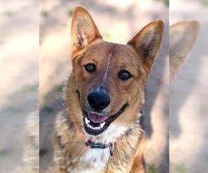 German Shepherd Dog-Unknown Mix Dogs for adoption in Sacramento, CA, USA