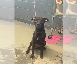 Labrador Retriever-Unknown Mix Dogs for adoption in Tallahassee, FL, USA