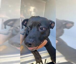 American Pit Bull Terrier-Unknown Mix Dogs for adoption in Houston, TX, USA