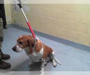 Beagle-Unknown Mix Dogs for adoption in Tulsa, OK, USA