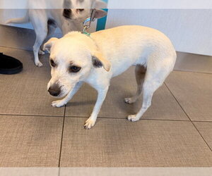 Chihuahua Dogs for adoption in Rancho Cucamonga, CA, USA
