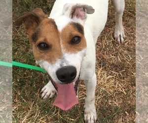 Jack Russell Terrier Dogs for adoption in Yreka, CA, USA