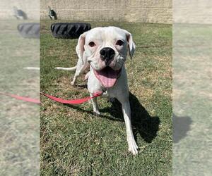 Boxer-Unknown Mix Dogs for adoption in San Antonio, TX, USA