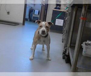 American Pit Bull Terrier-Unknown Mix Dogs for adoption in Fayetteville, NC, USA