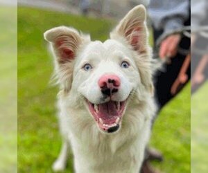 Border-Aussie Dogs for adoption in Davis, CA, USA
