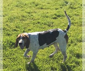 Treeing Walker Coonhound Dogs for adoption in Los Banos, CA, USA