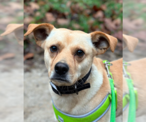 Mutt Dogs for adoption in Westwood, NJ, USA