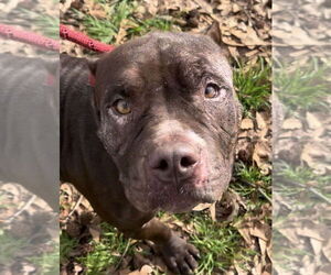 American Pit Bull Terrier Dogs for adoption in Hillsboro, NH, USA