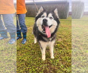 Alaskan Malamute-Unknown Mix Dogs for adoption in Abbeville, LA, USA