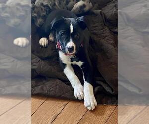 Bullboxer Pit Dogs for adoption in Fredericksburg, VA, USA