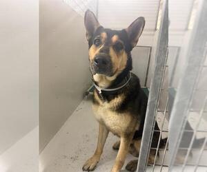 German Shepherd Dog-Unknown Mix Dogs for adoption in Conroe, TX, USA