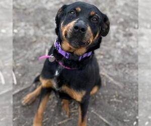 Rottweiler-Unknown Mix Dogs for adoption in Aurora, CO, USA