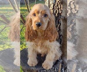 Cocker Spaniel Dogs for adoption in Cumming, GA, USA