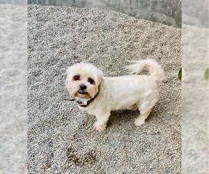 Lhasa Apso Dogs for adoption in Rancho Cucamonga, CA, USA