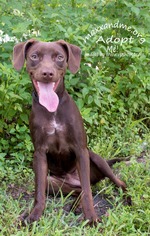 Lab-Pointer Dogs for adoption in Tampa, FL, USA