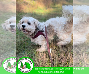 Shih Tzu-Unknown Mix Dogs for adoption in Stroudsburg, PA, USA