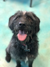 Labradoodle Dogs for adoption in Guthrie, OK, USA