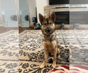 German Shepherd Dog-Unknown Mix Dogs for adoption in Aurora, CO, USA