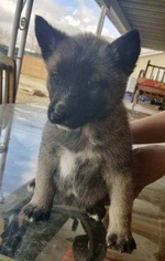 Akita-German Shepherd Dog Mix Dogs for adoption in Sun Valley, CA, USA