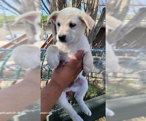 Mutt Dogs for adoption in San Antonio, TX, USA