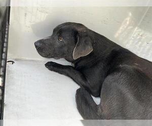 American Pit Bull Terrier-Unknown Mix Dogs for adoption in Houston, TX, USA