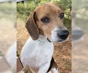 Beagle Dogs for adoption in Evansville, IN, USA