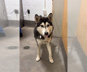 Siberian Husky Dogs for adoption in Forestville, MD, USA