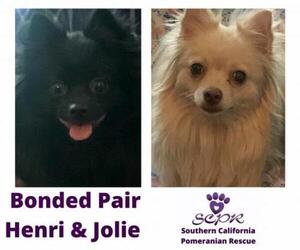 Pomeranian Dogs for adoption in Irvine, CA, USA