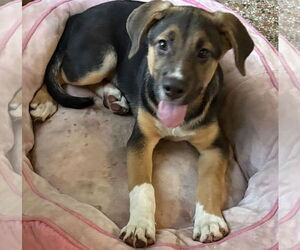 Labrador Retriever-Unknown Mix Dogs for adoption in Sanford, FL, USA