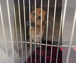 German Shepherd Dog Dogs for adoption in Louisville, KY, USA