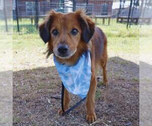 Cocker Spaniel-Unknown Mix Dogs for adoption in San Antonio, TX, USA