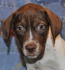 Lab-Pointer Dogs for adoption in Hillsdale, IN, USA