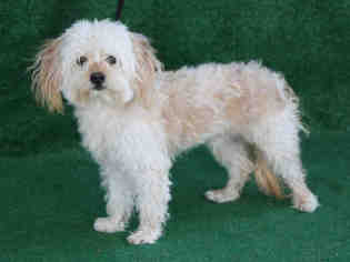 Poodle (Miniature) Dogs for adoption in Hanford, CA, USA