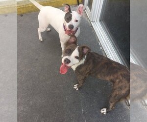 Bulldog-Unknown Mix Dogs for adoption in Acworth, GA, USA