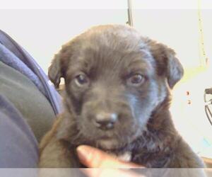 Border Collie-Unknown Mix Dogs for adoption in Sacramento, CA, USA