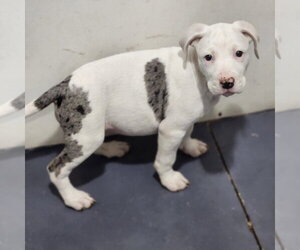 Catahoula Leopard Dog-Unknown Mix Dogs for adoption in Walnutport, PA, USA