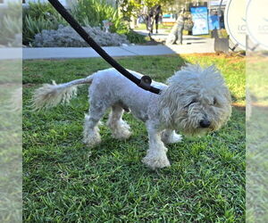 Poodle (Miniature) Dogs for adoption in Long Beach, CA, USA
