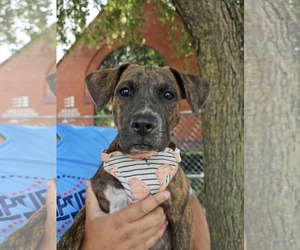 Mutt Dogs for adoption in Waterloo, IA, USA