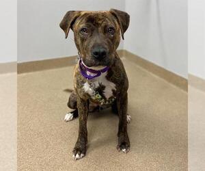 American Pit Bull Terrier Dogs for adoption in Aurora, CO, USA