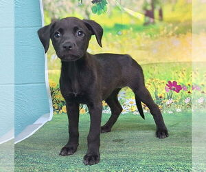American Pit Bull Terrier-Labrador Retriever Mix Dogs for adoption in Wetumpka, AL, USA
