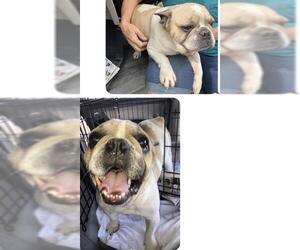 French Bulldog Dogs for adoption in Pembroke, GA, USA