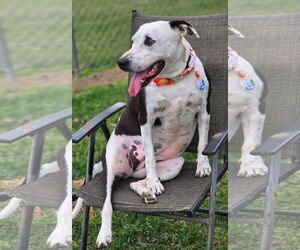 American Pit Bull Terrier-Unknown Mix Dogs for adoption in Oakhurst, NJ, USA