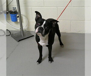 Boston Terrier Dogs for adoption in Sanford, FL, USA
