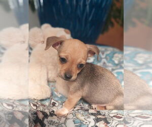 Chihuahua-Unknown Mix Dogs for adoption in Lakewood, CO, USA